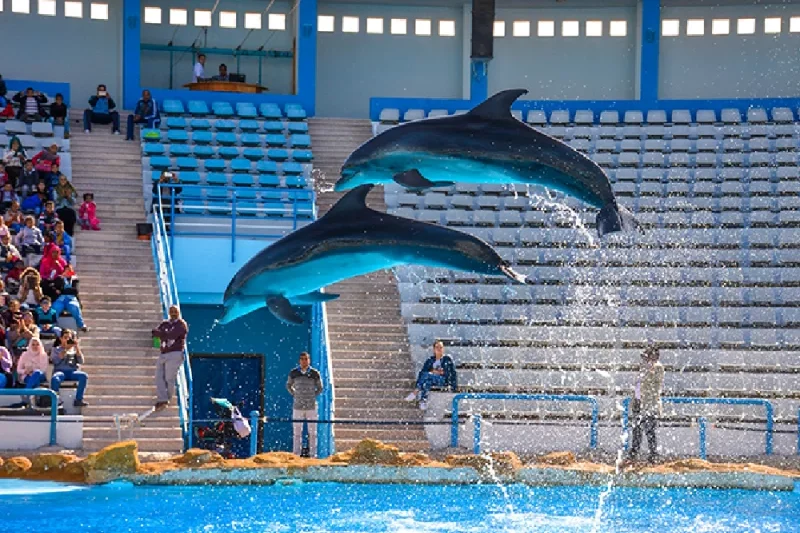 Dolphin Show Excursion in Hurghada