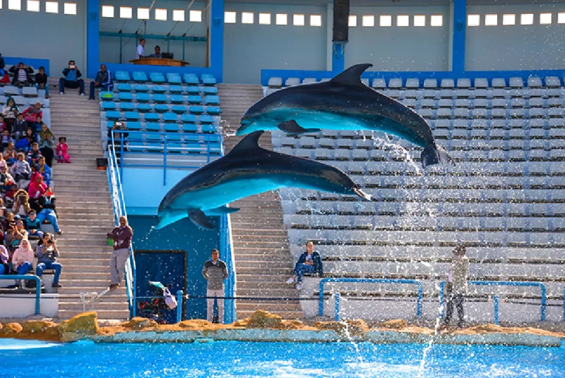 Dolphin Show Excursion in Hurghada
