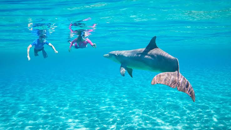 Dolphin House Trip